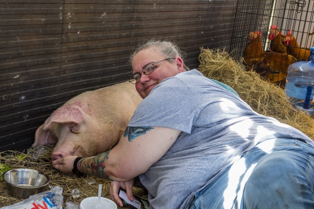 Rescue team member with pig