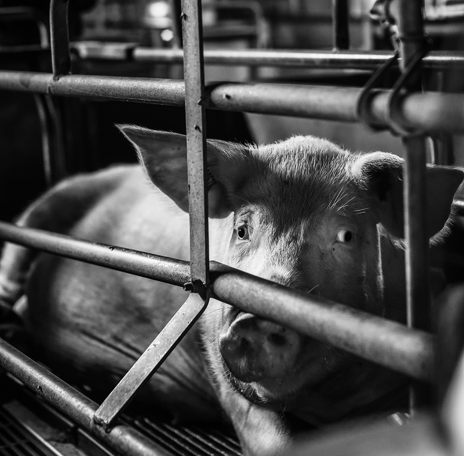 Pig farm Italy