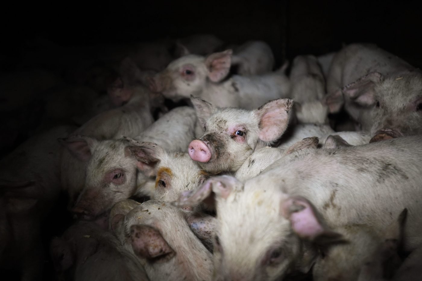 Piglets crowd one another in filth on a factory farm.