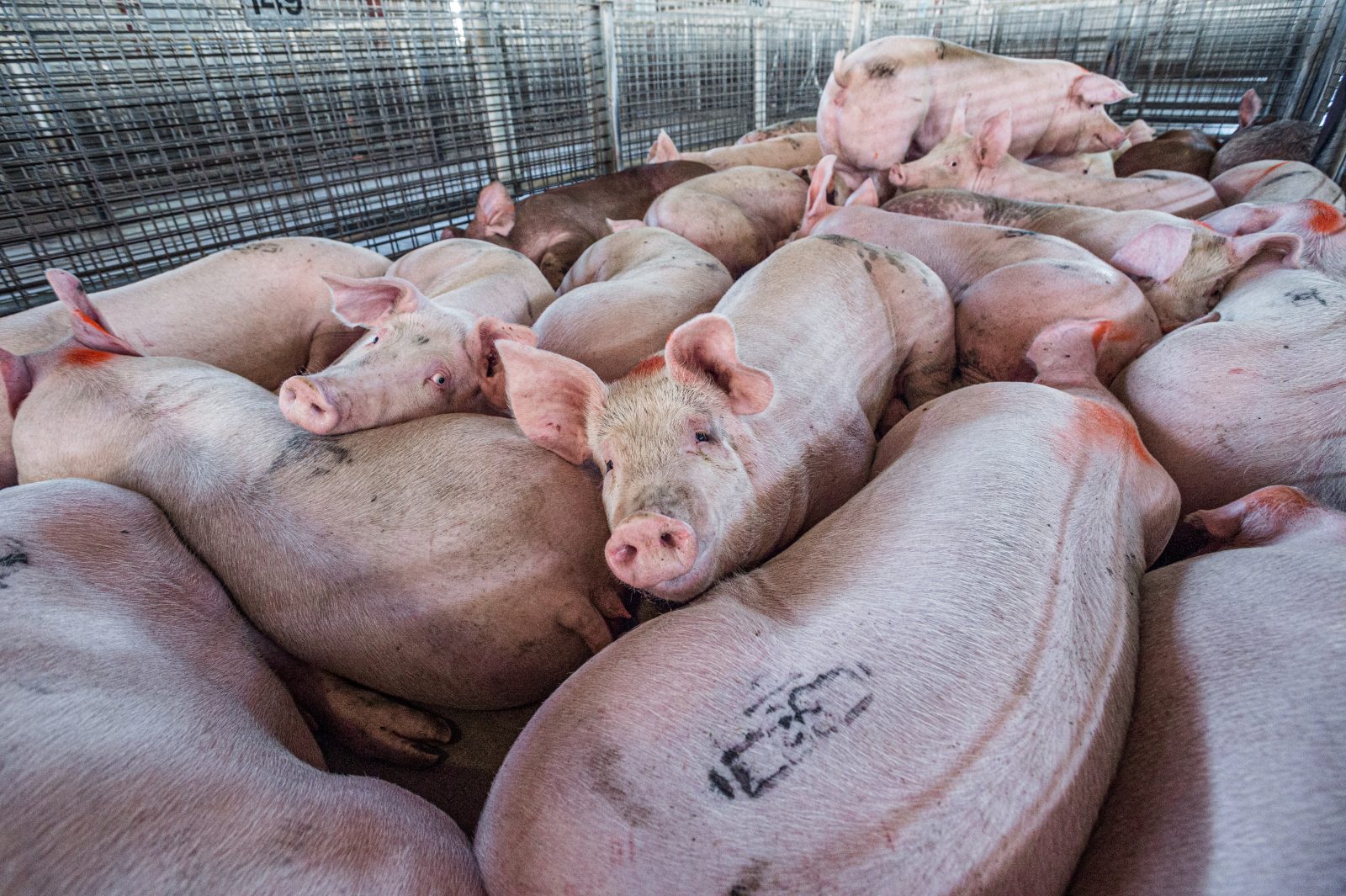 Pigs crammed in to pens at the sale yards. Australia, 2017. / Jo-Anne McArthur / We Animals