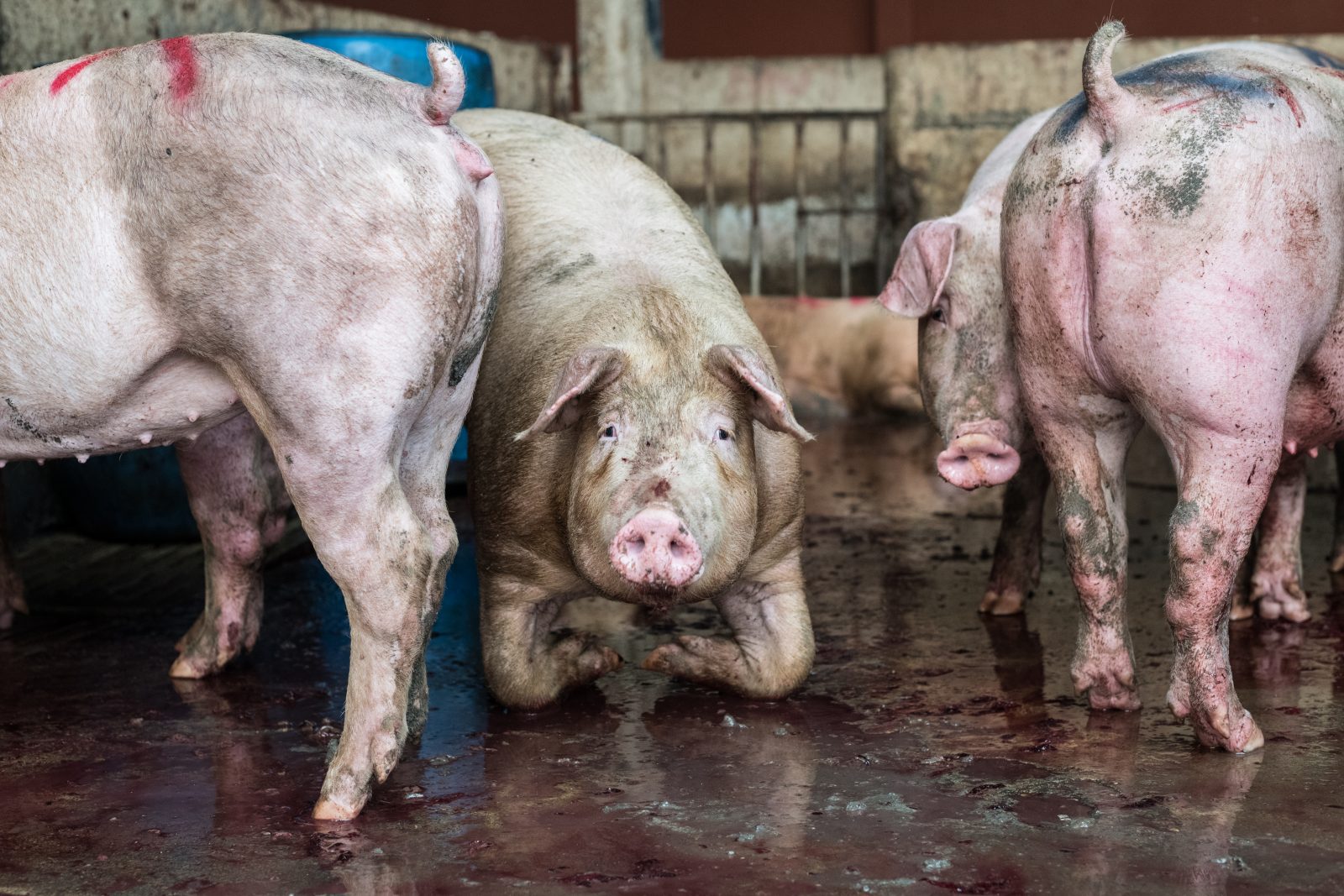 Pigs in a holding area at a slaughterhouse