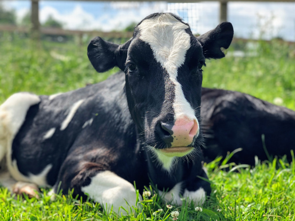 Pippi at Farm Sanctuary