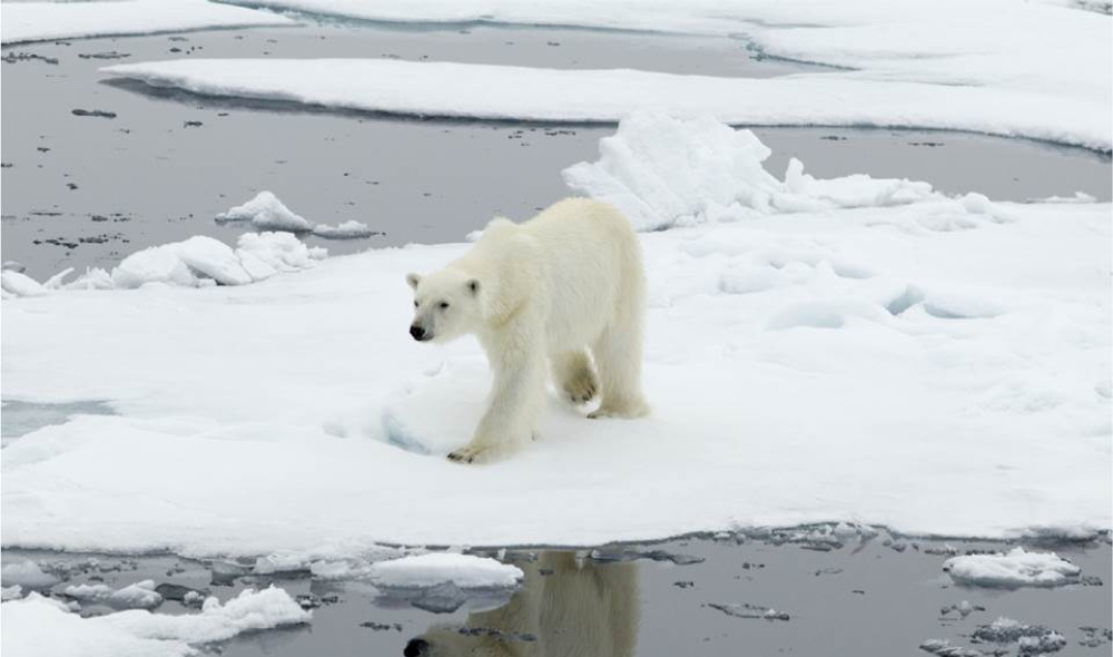 Vertical explainer photo 2 - Polar Bear standing on ice