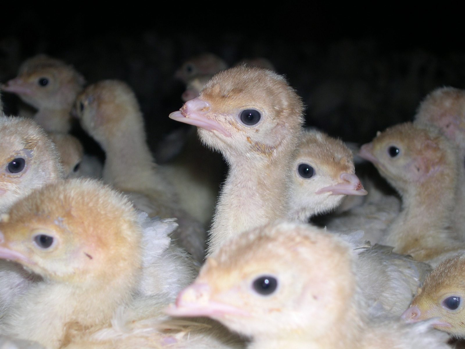 Debeaked turkey poults at a factory farm.