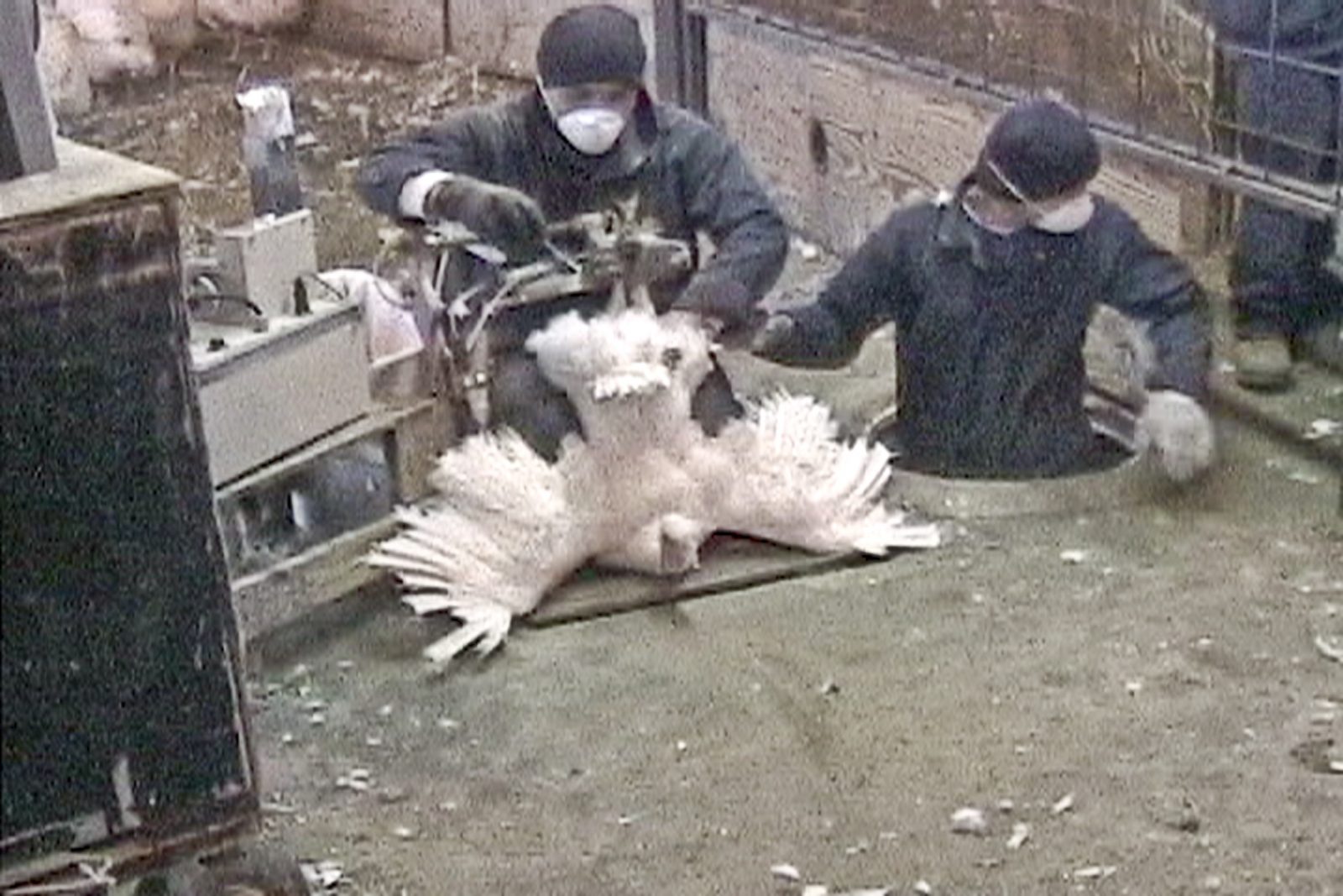 A factory worker artificially inseminating a turkey.