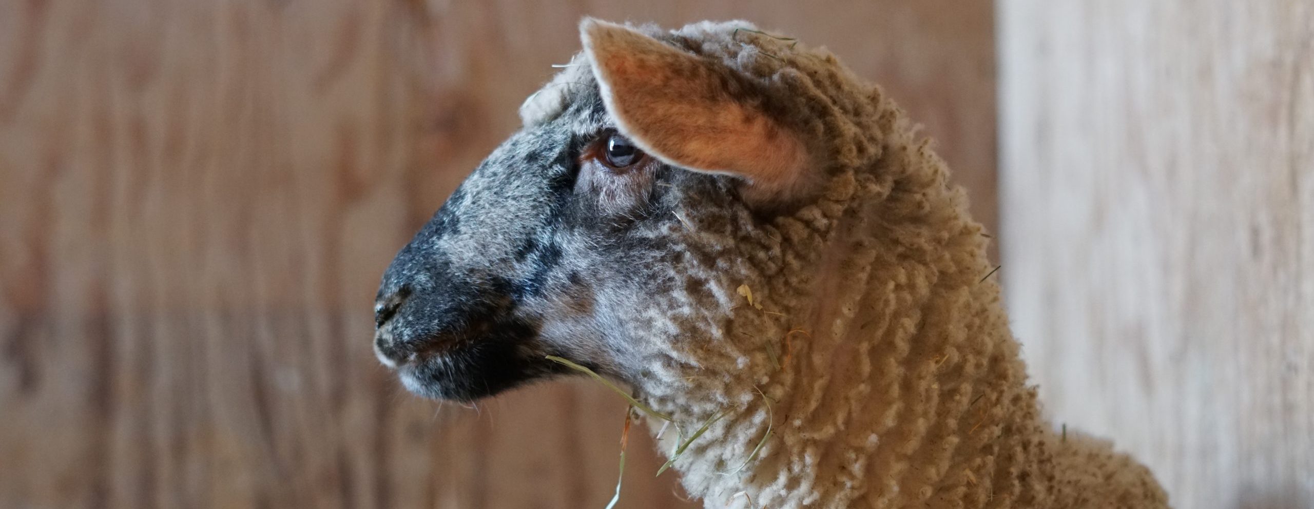 Regina Sheep at Farm Sanctuary's Southern California shelter