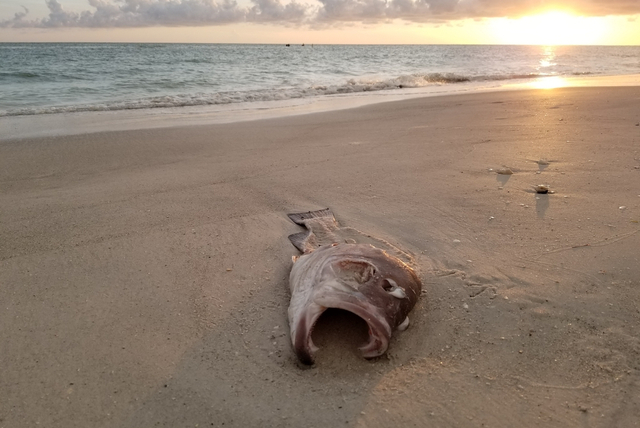 Vertical explainer photo 3 - Dead fish at sunset
