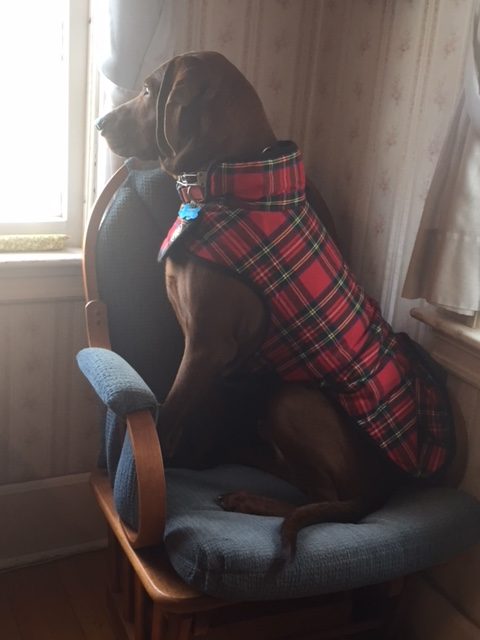 RJ dog in his plaid coat