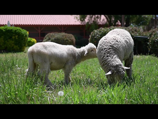 Two Special Needs Lambs Meet for the First Time