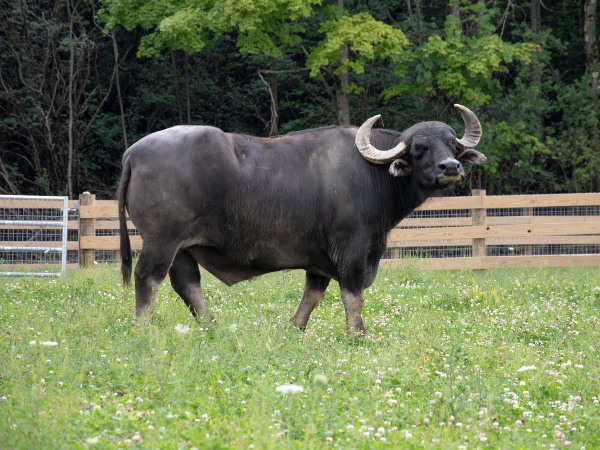 Seymour at Farm Sanctuary