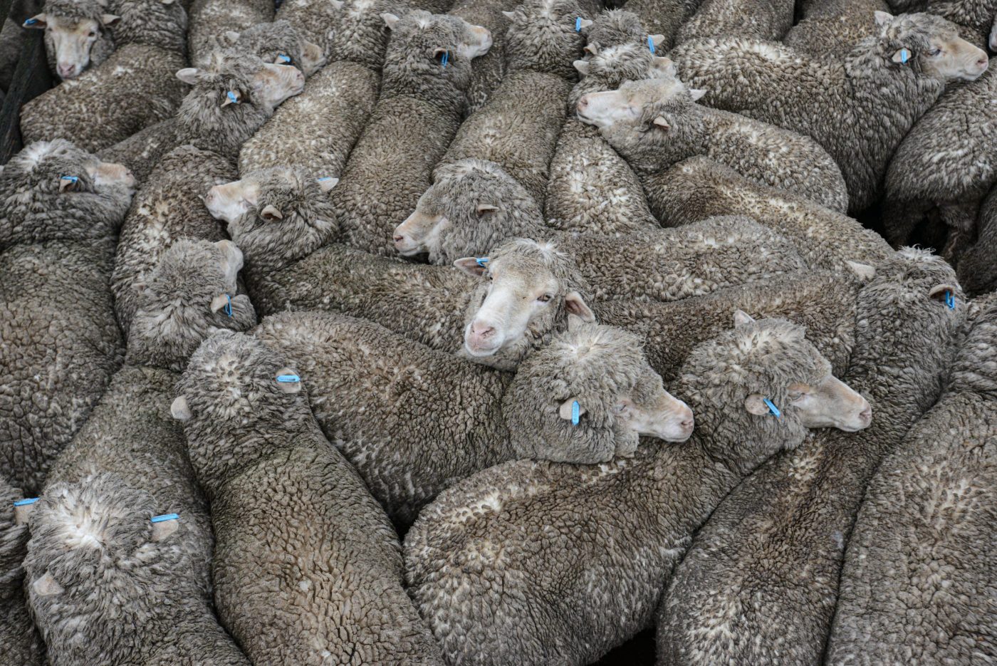 Tightly packed sheep at the sale yards. Australia, 2013.