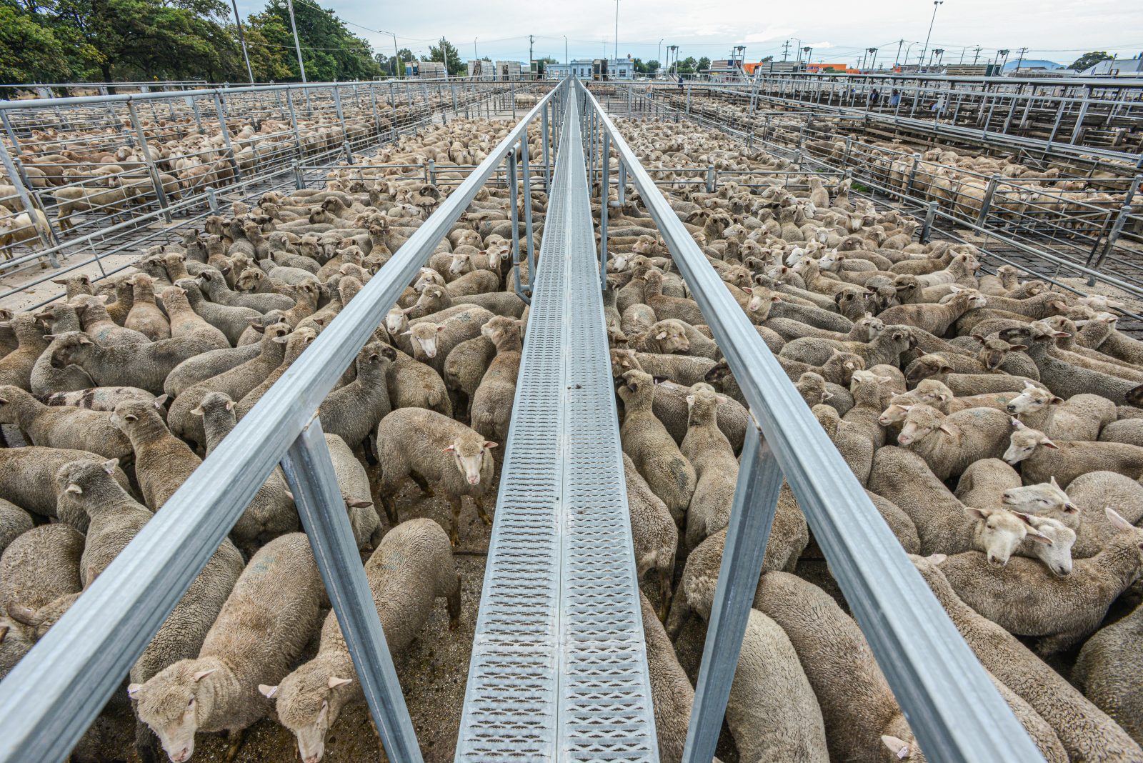 Tightly packed sheep at the sale yards. Australia, 2013