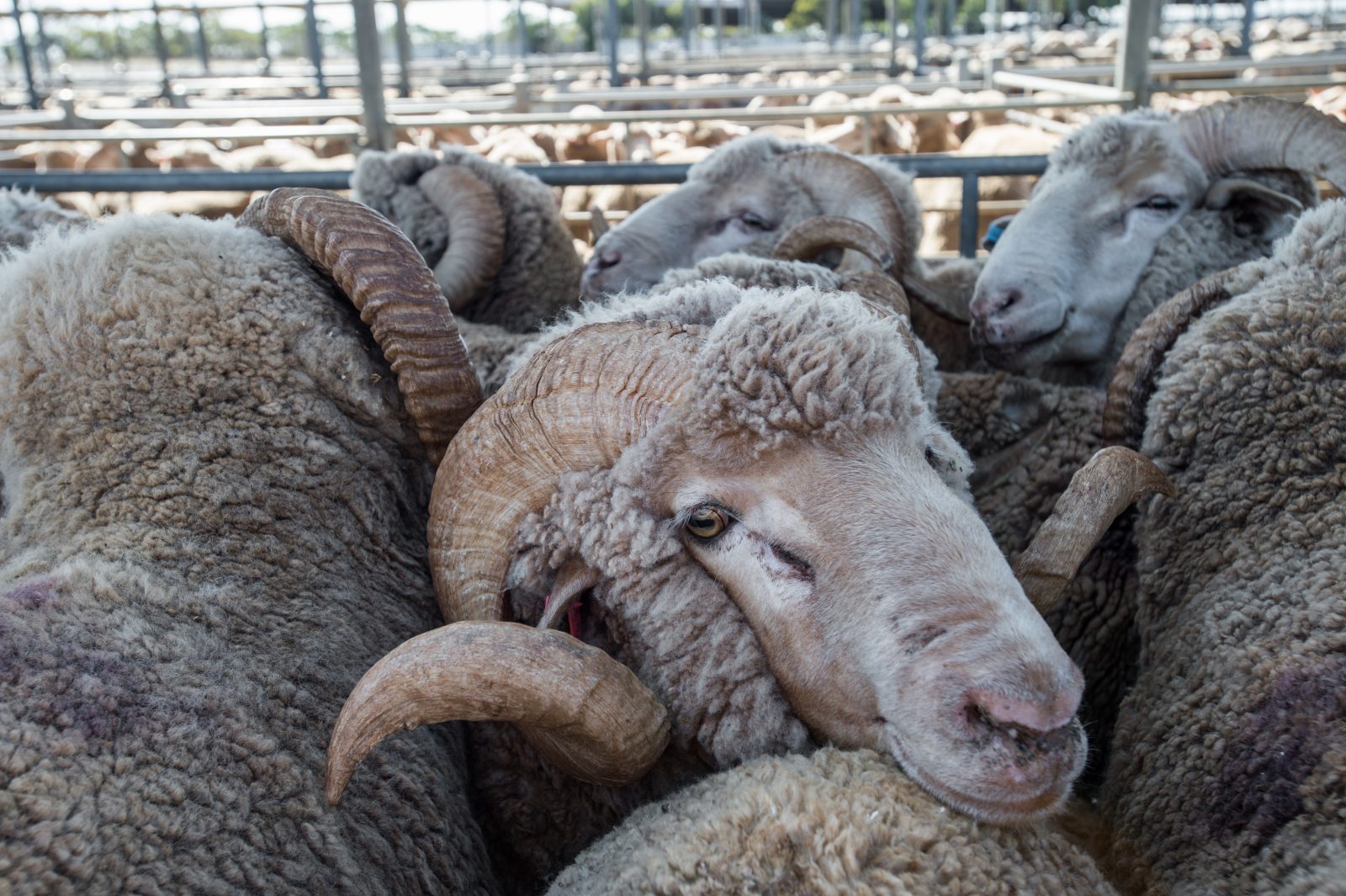 Close Up Of A Sheep At A Sale Yard