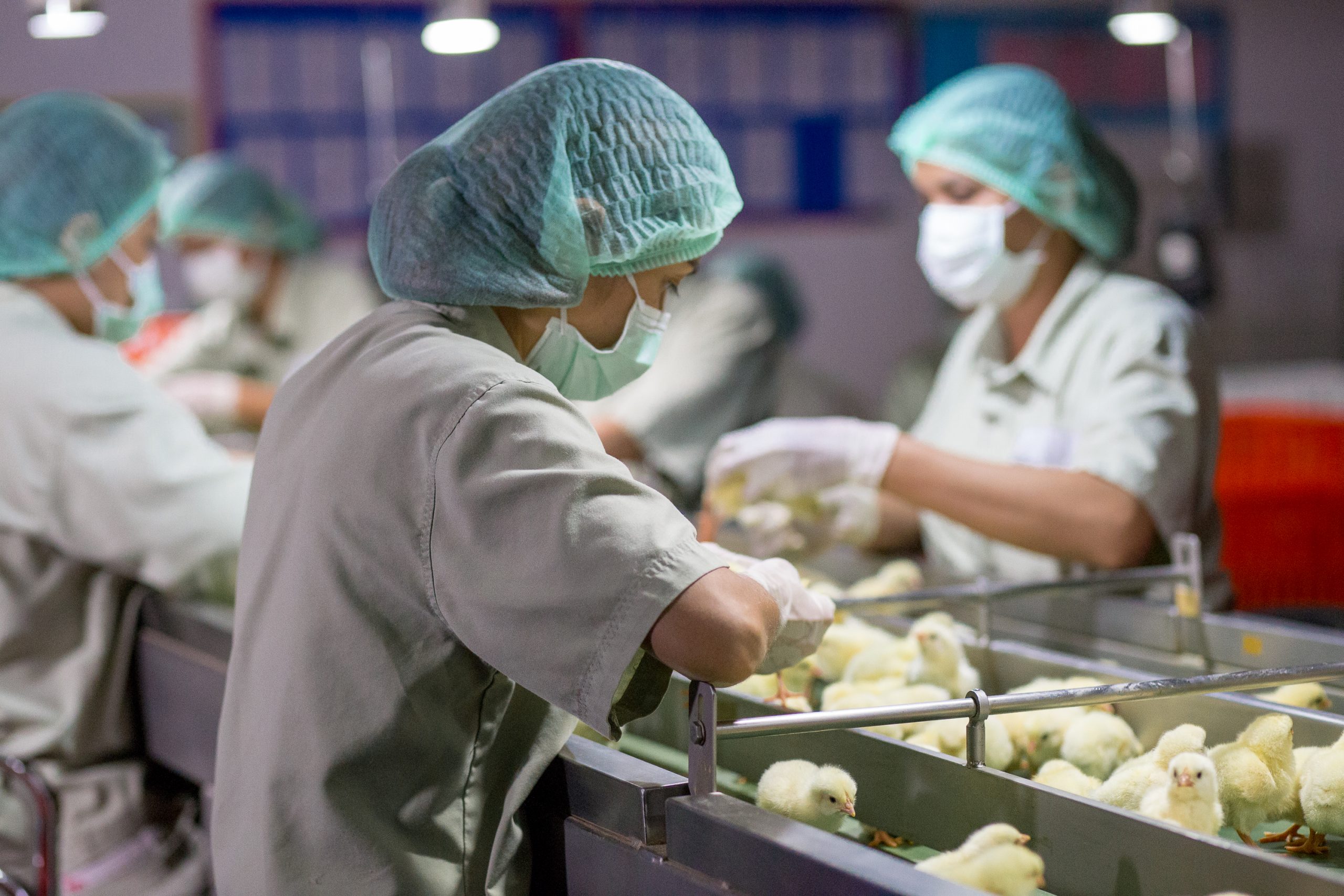 Poultry workers processing chicken gender; Photo credit: C.Lotongkum / Shutterstock