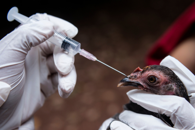 Vertical explainer photo 2 - Veterinarian injects vaccine into chicken