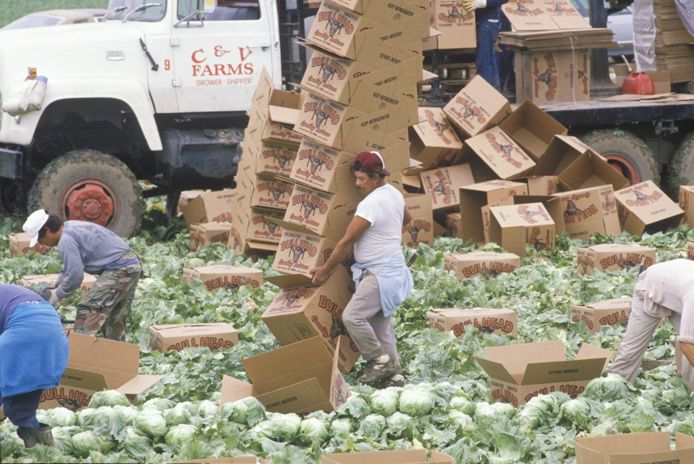 Migrant farm workers harvest and box lettuce in San Joaquin Valley, CA