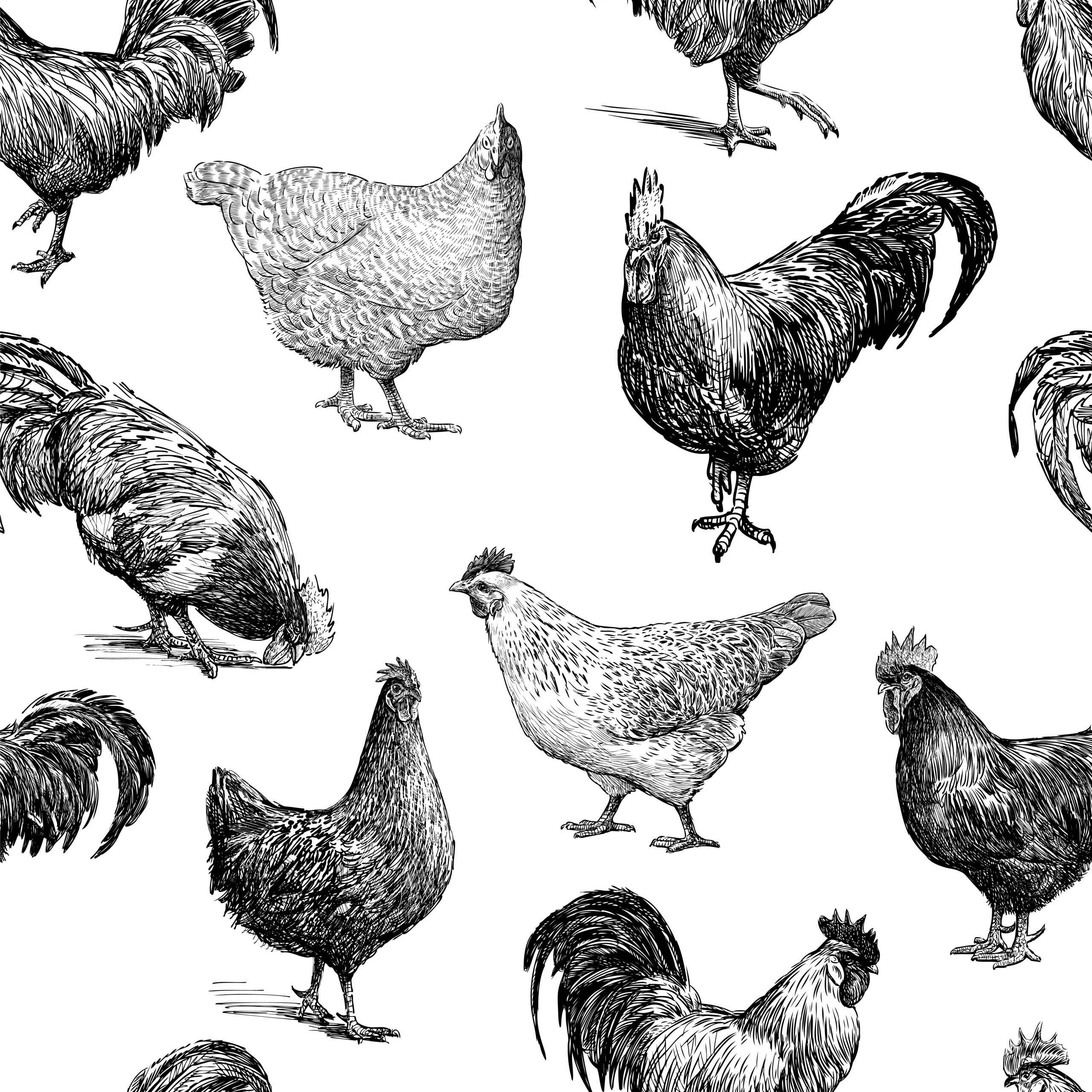 Sketches of different kinds of roosters and hens.