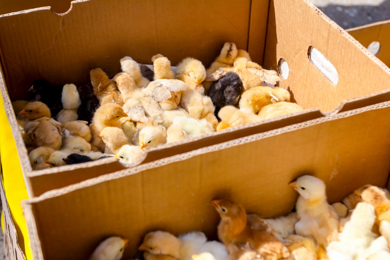 A box full of baby chicks.