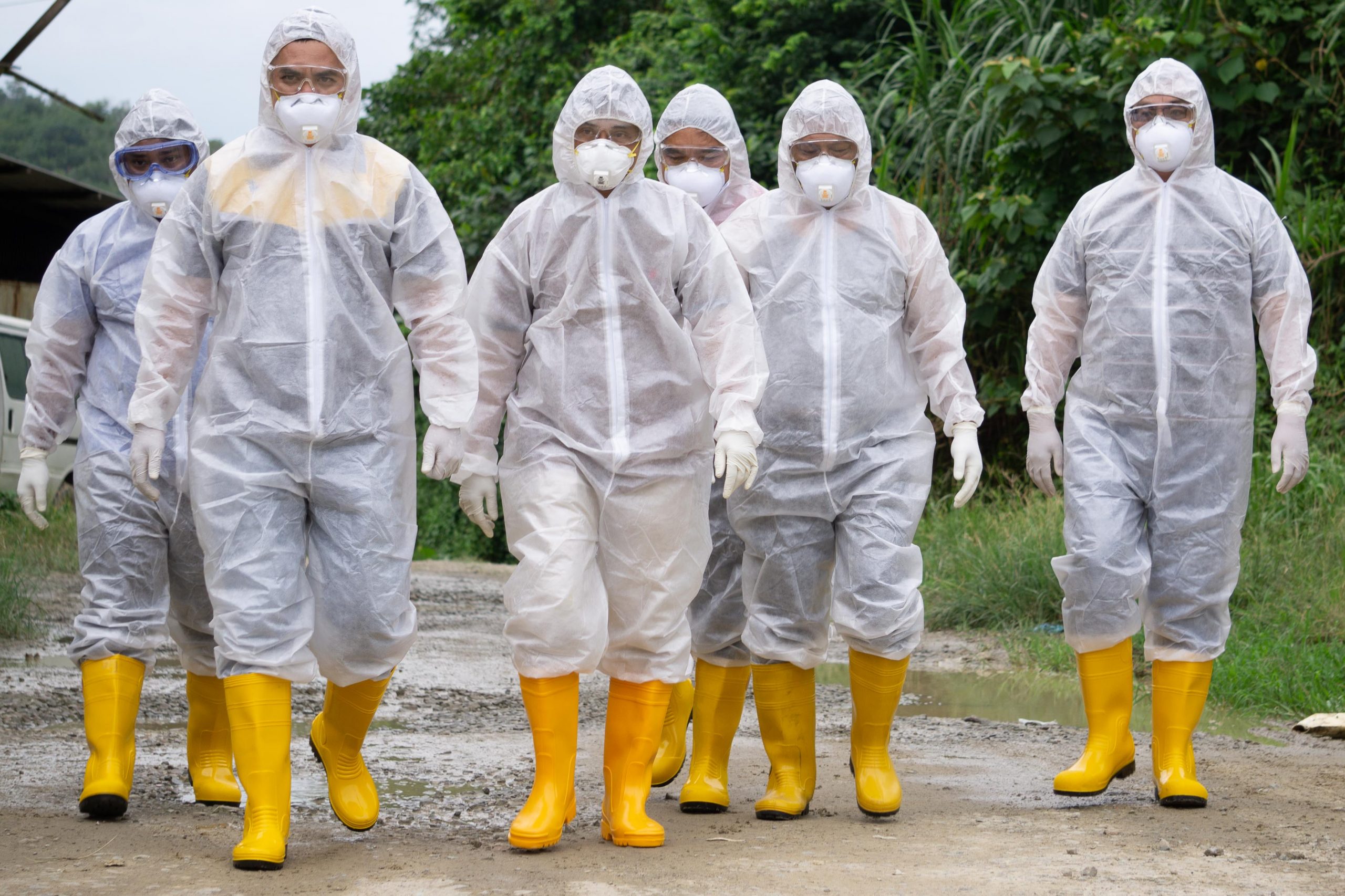 Veterinary workers wearing personal protection equipment (PPE) during avian influenza (bird flu) checking on chicken barn in Malaysia.
