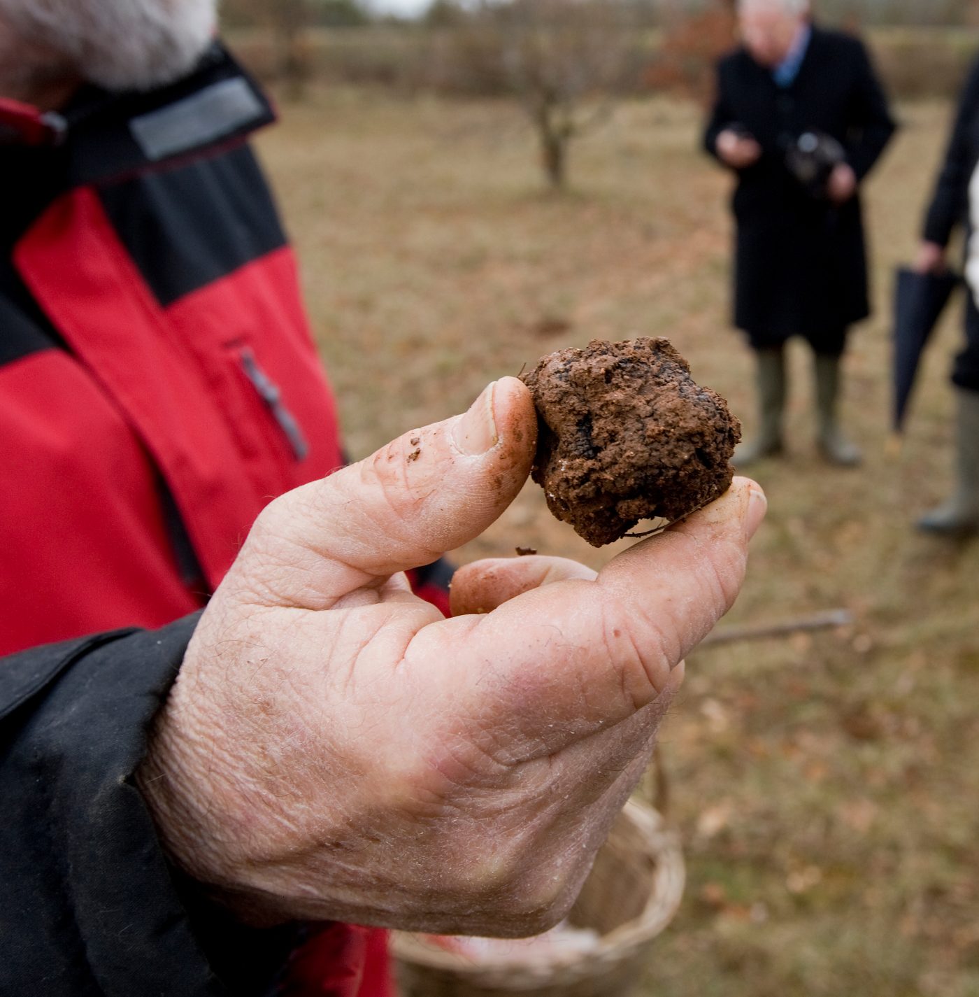 Harvest of black truffles in Lalbenque, France.