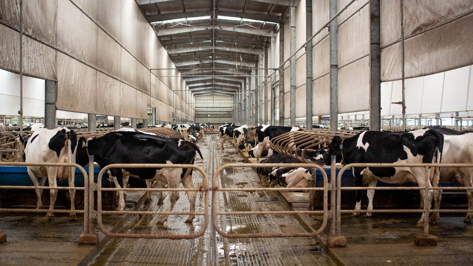 Cows in a free stall dairy barn with cement floors