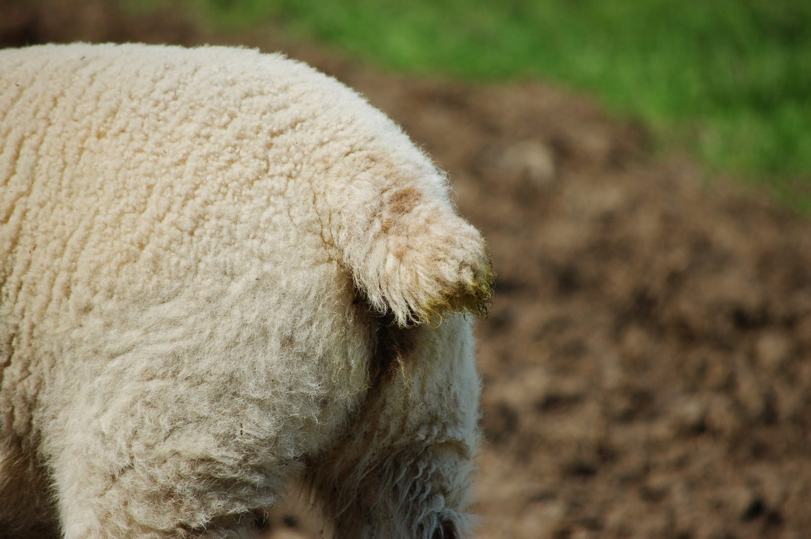 Closeup of a tail docked sheep.