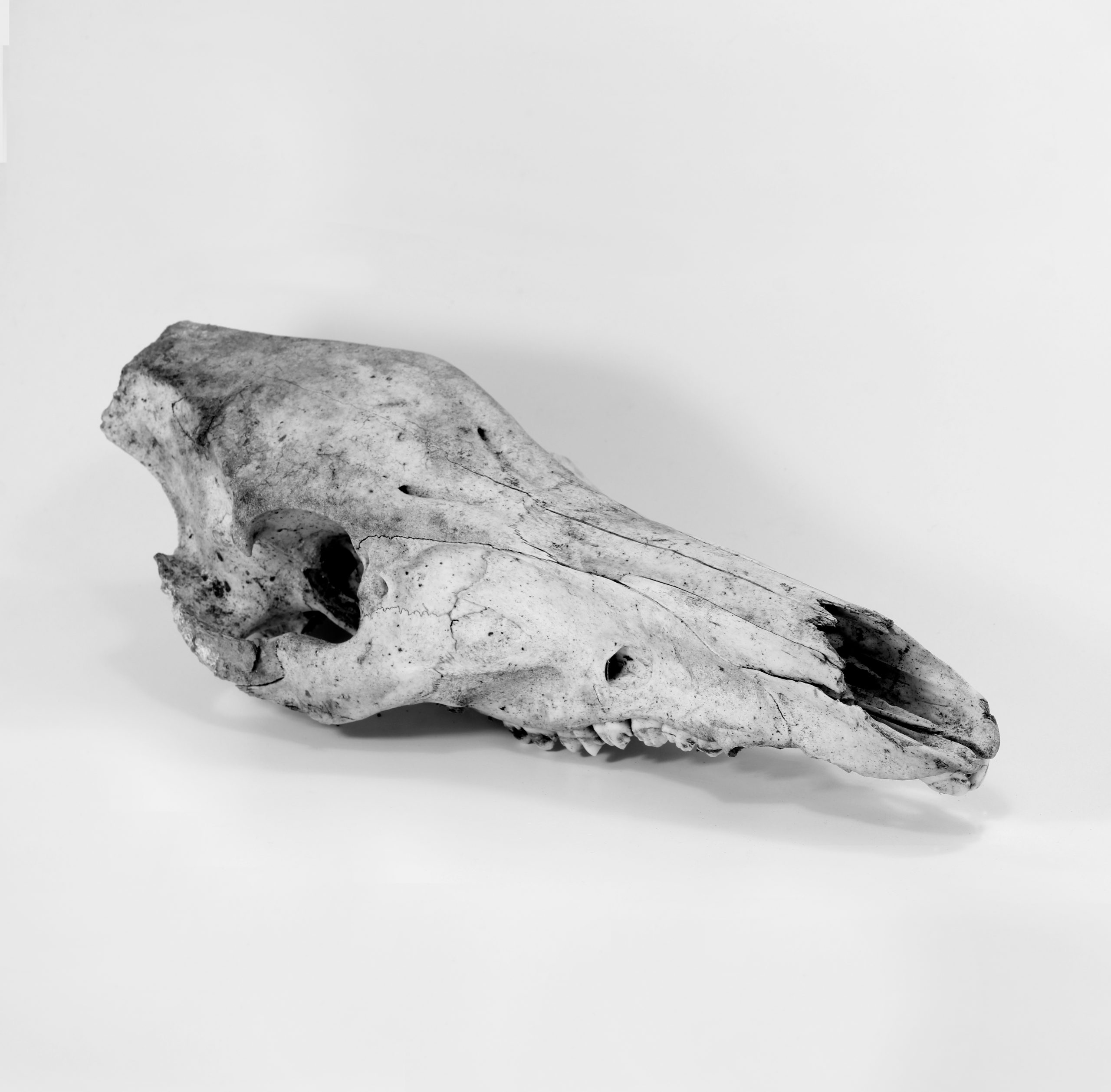 Wild boar skull. Photo: Art Pictures/Shutterstock