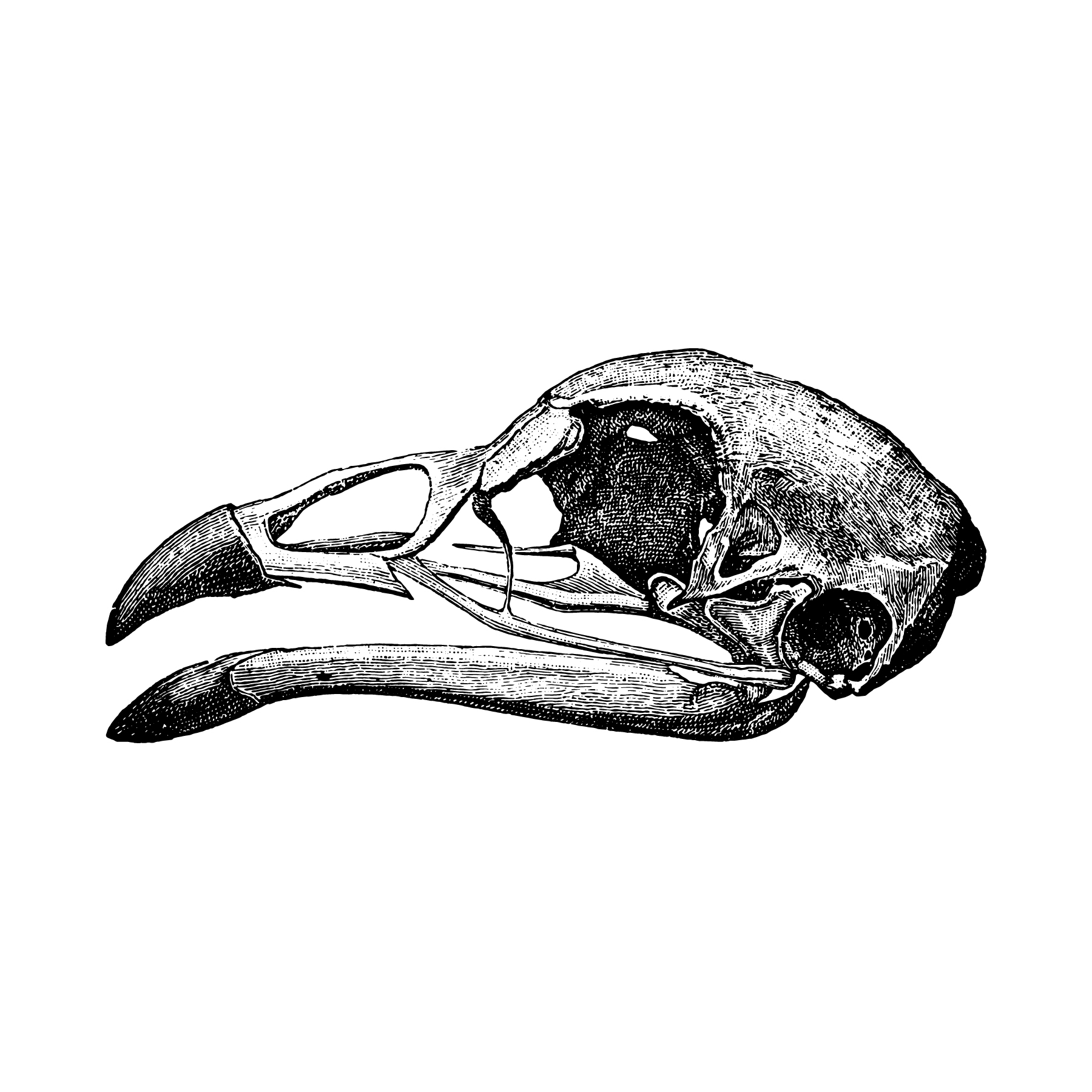 Skull of the chicken, vintage engraved illustration