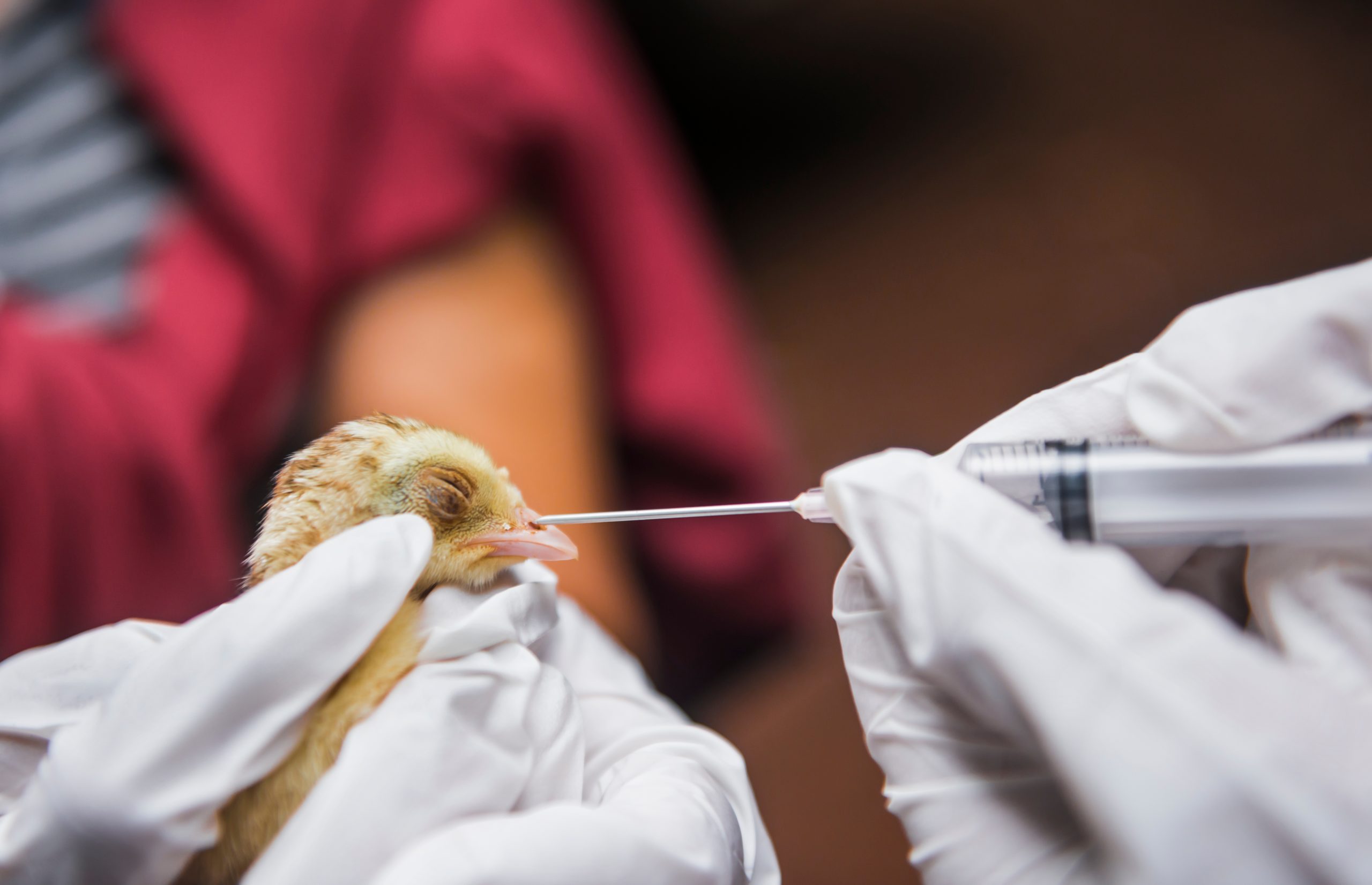 Veterinarian drops antibiotics into chicken's mouth.