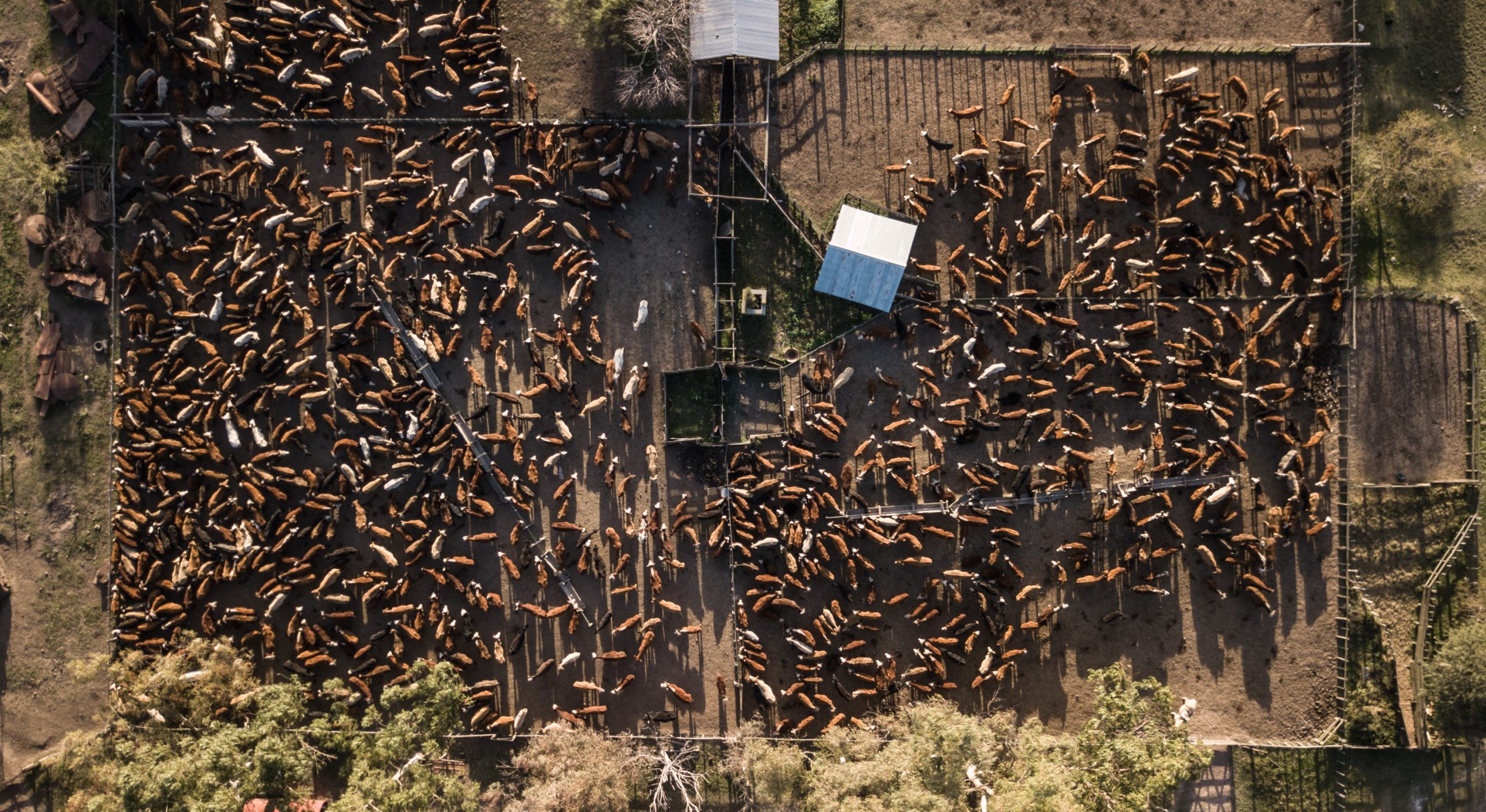 Aerial view of a cattle feedlot.