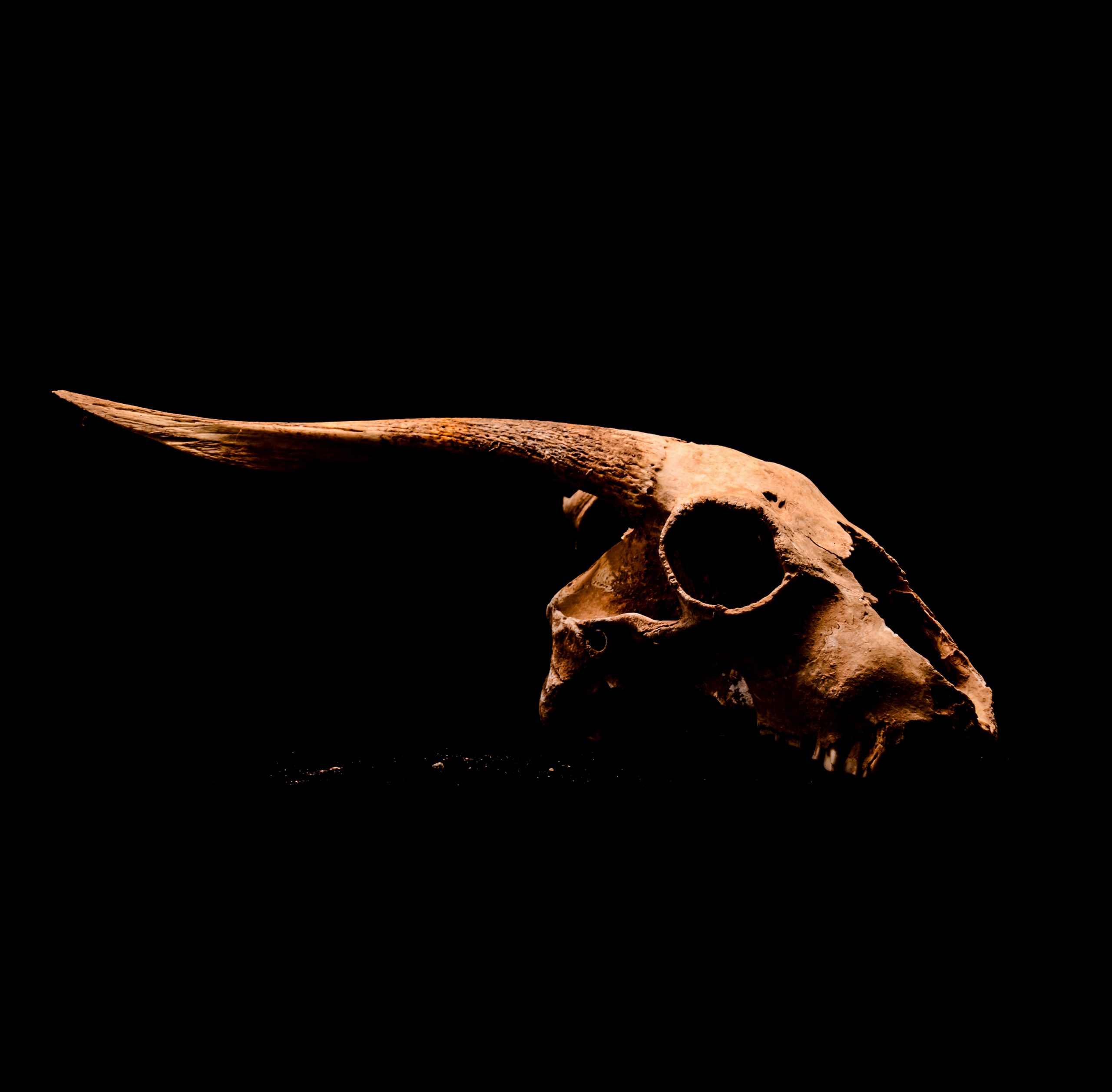 Goat skull on black background.
