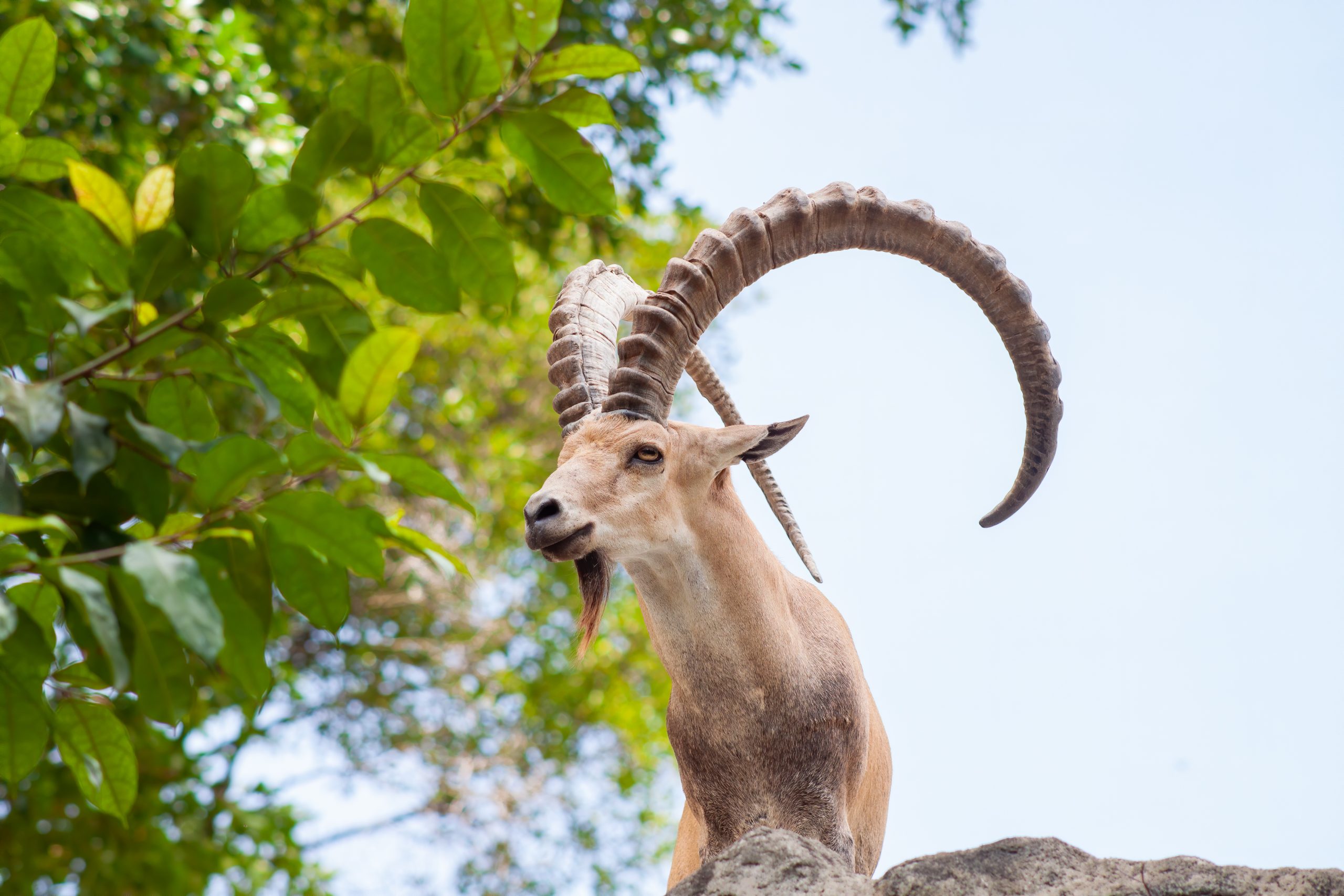 Male Ibex on a cliff showing side profile and full large horns and beard against blue sky.