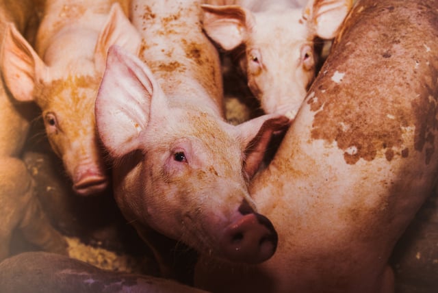 Vertical explainer photo 1 - Pigs crowded on farm