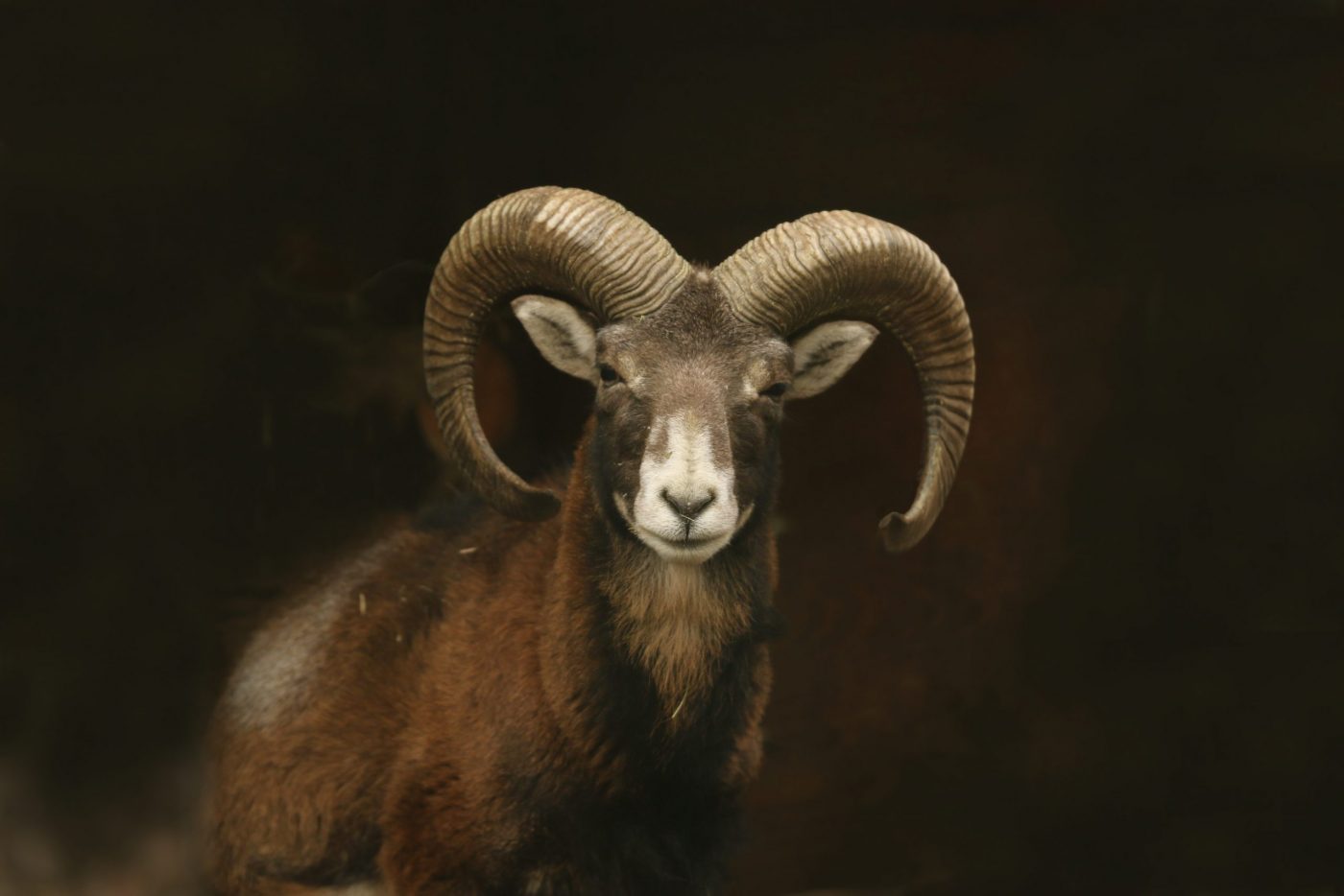 Mouflon (Ovis orientalis orientalis) close up portrait