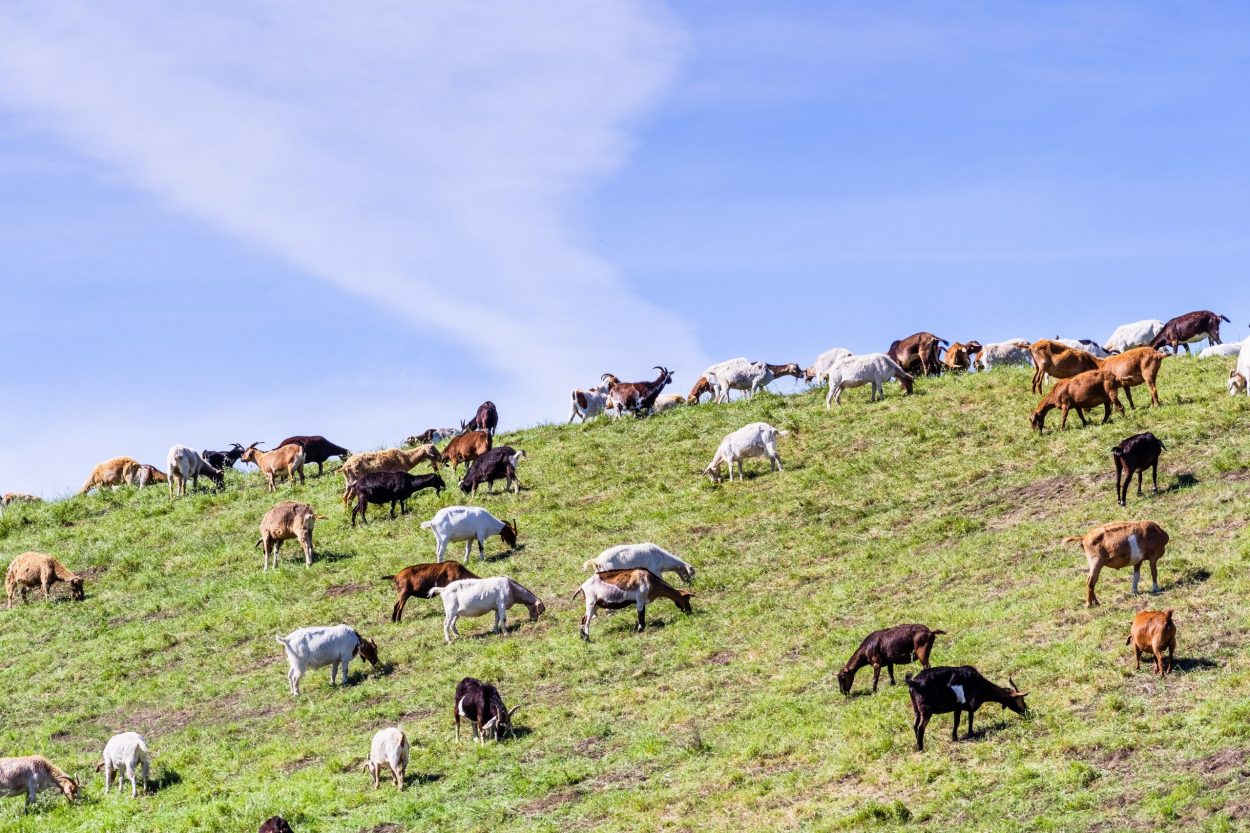 Herd of goats grazing on a hillside in Sunnyvale, South San Francisco Bay Area