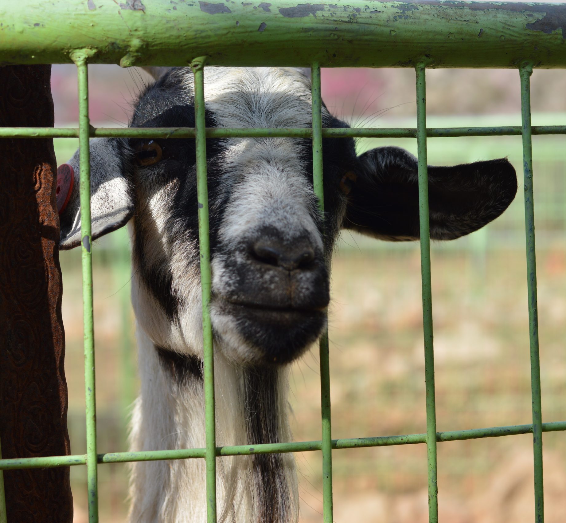 Sad goat in enclosure