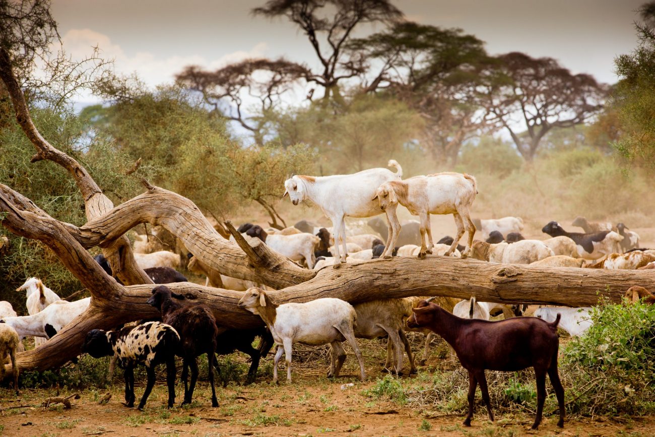 Goats in Africa