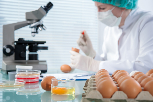 Veterinarian injects vaccine into chicken to prevent poultry diseases