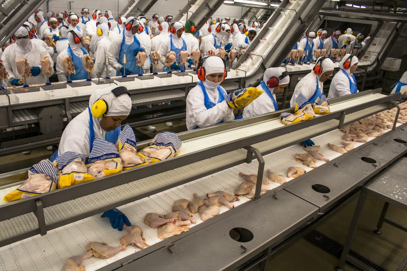 Vertical explainer photo 1 - Processing factory chicken