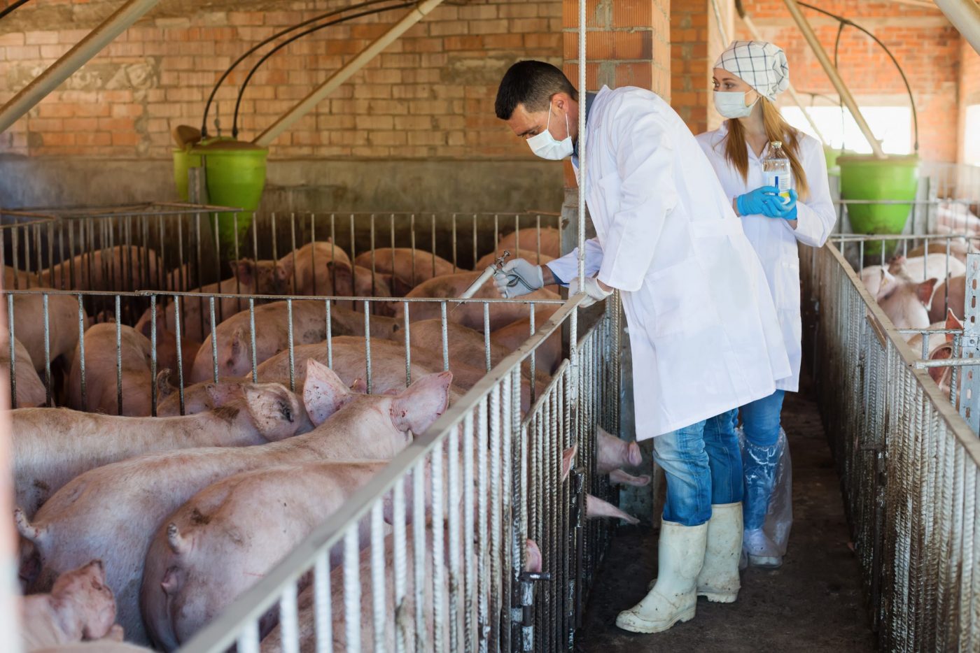 Vet giving drugs to factory pigs