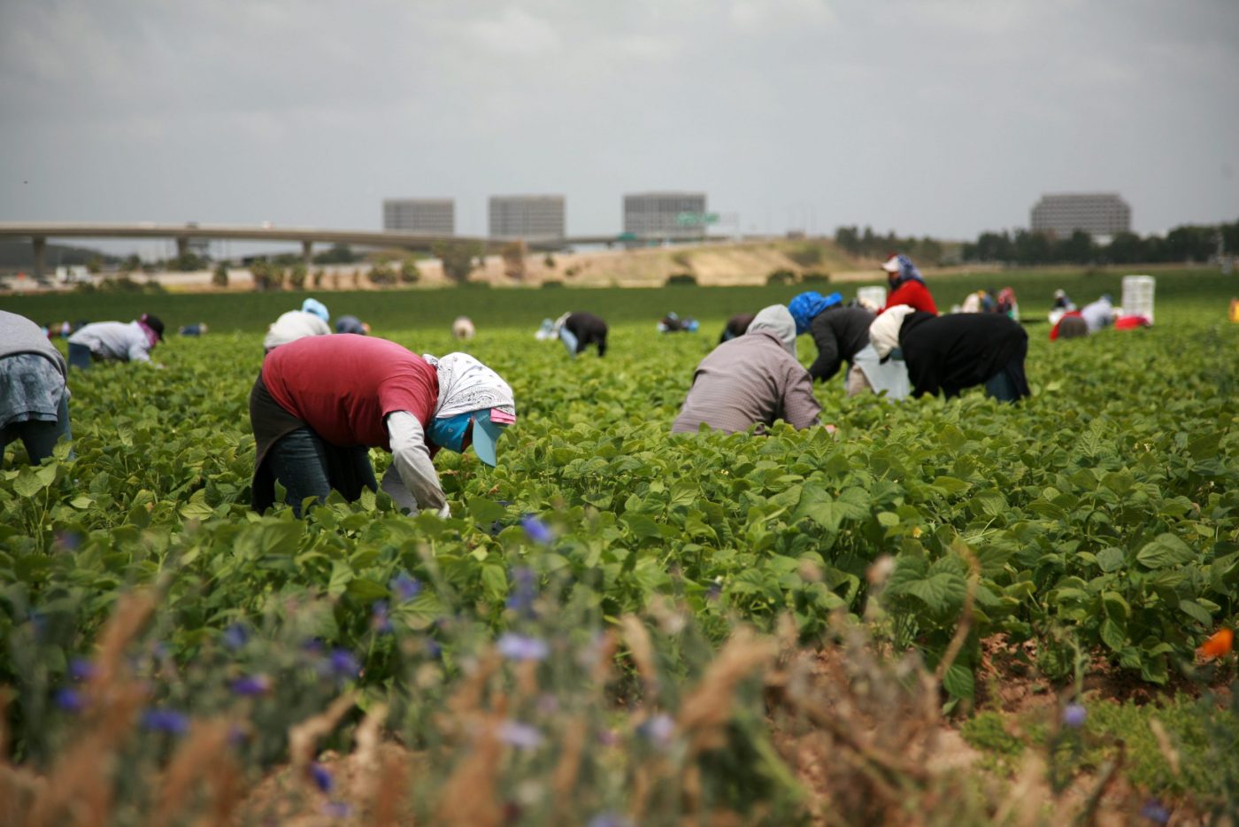Workers pick green beans in a field.
