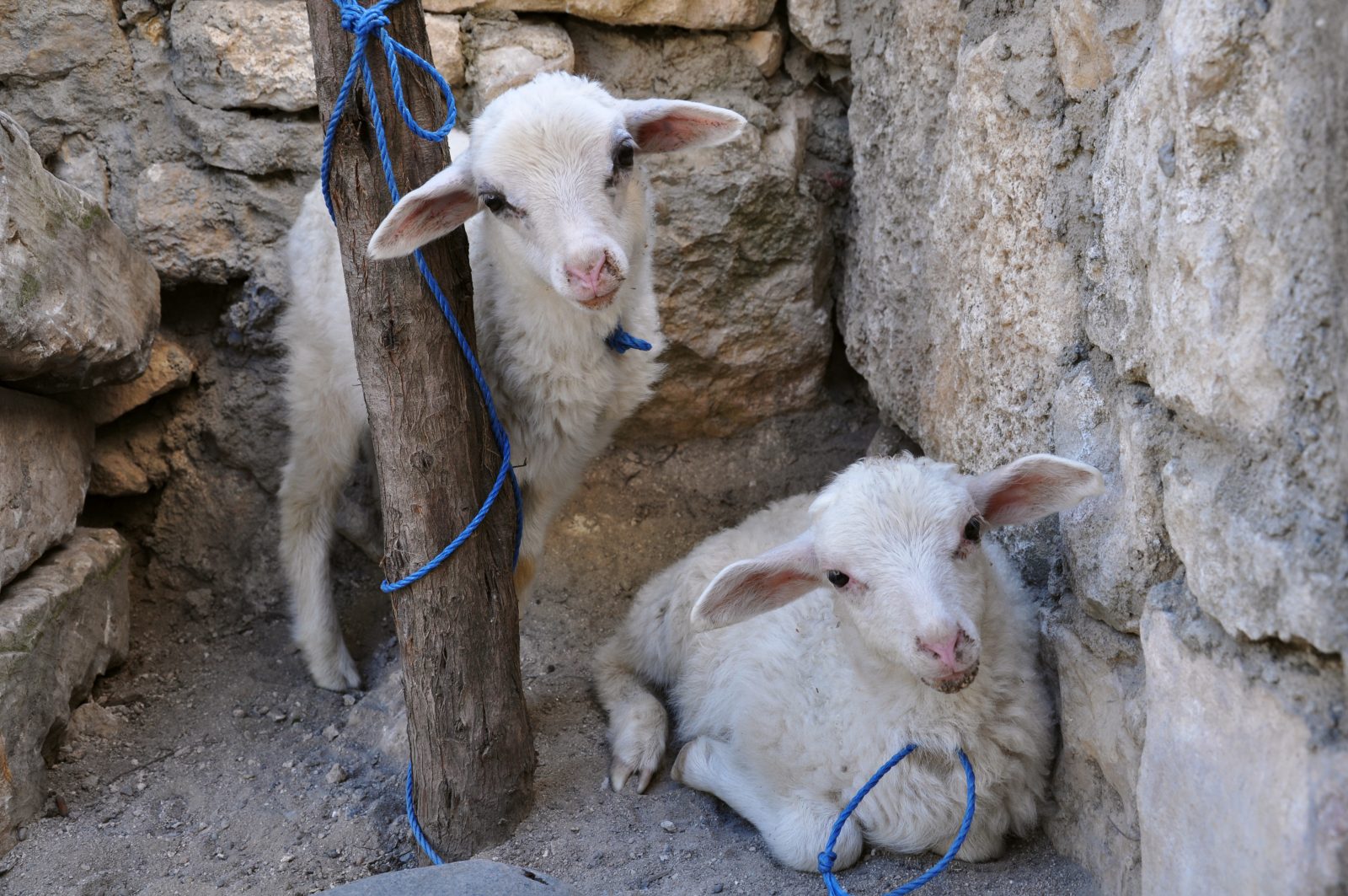 Two white sheep (lambs) tied to a pole near a stone wall waiting for slaughter