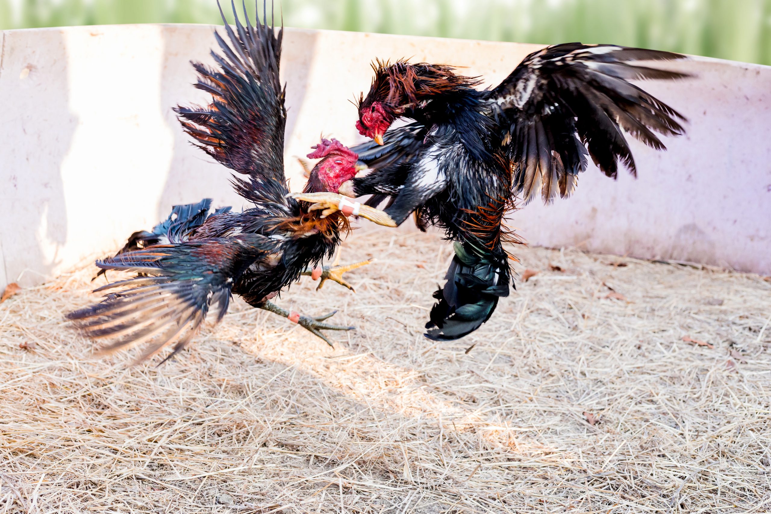 Two roosters in a cockfight.