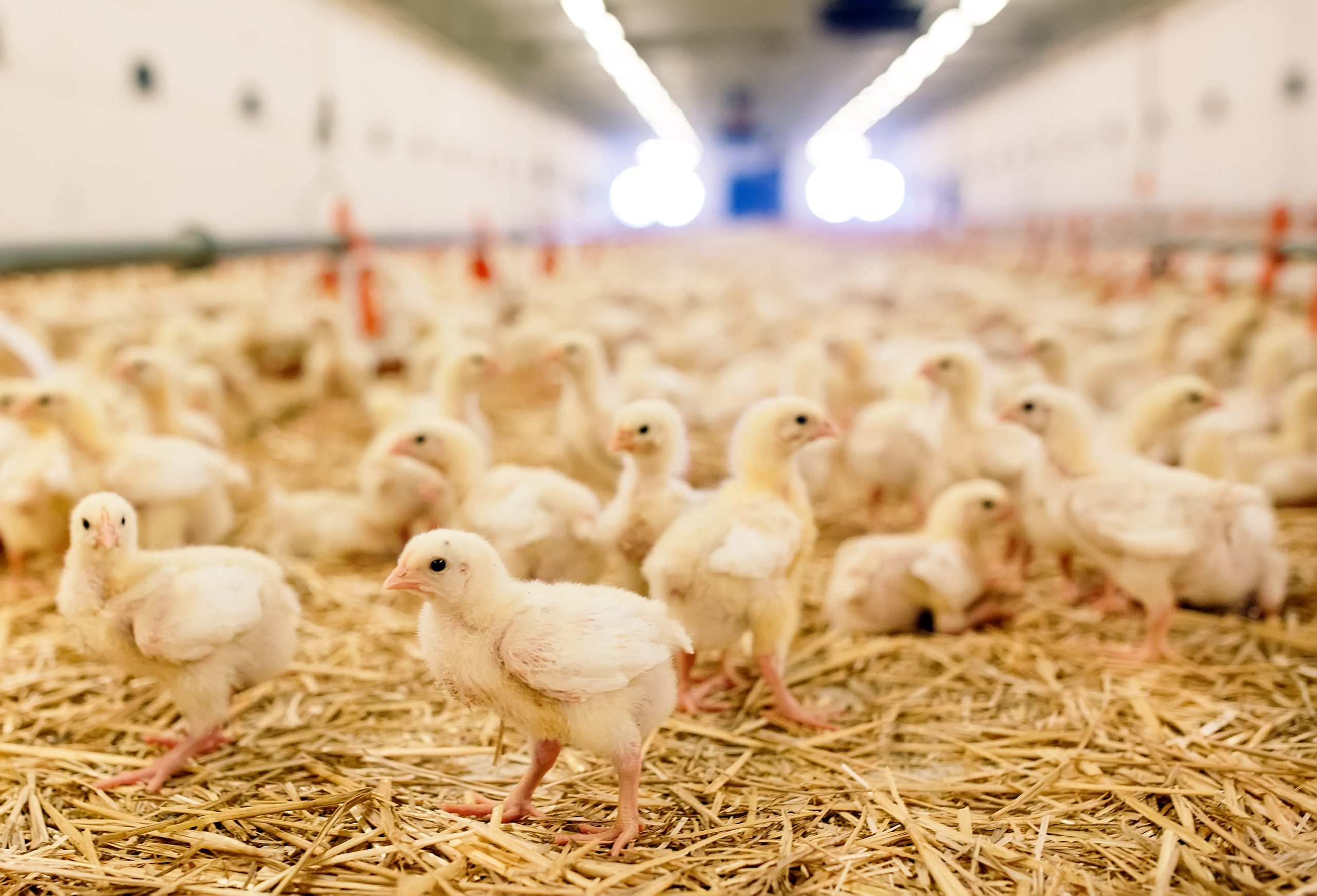 Indoor meat chicken farm