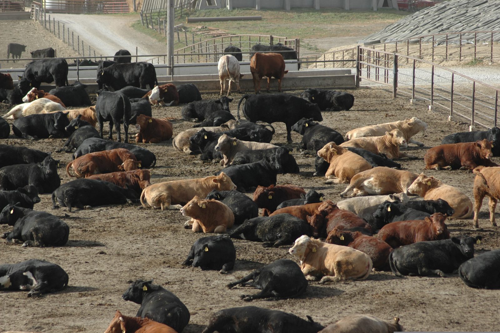 Cows on a midwestern feedlot.