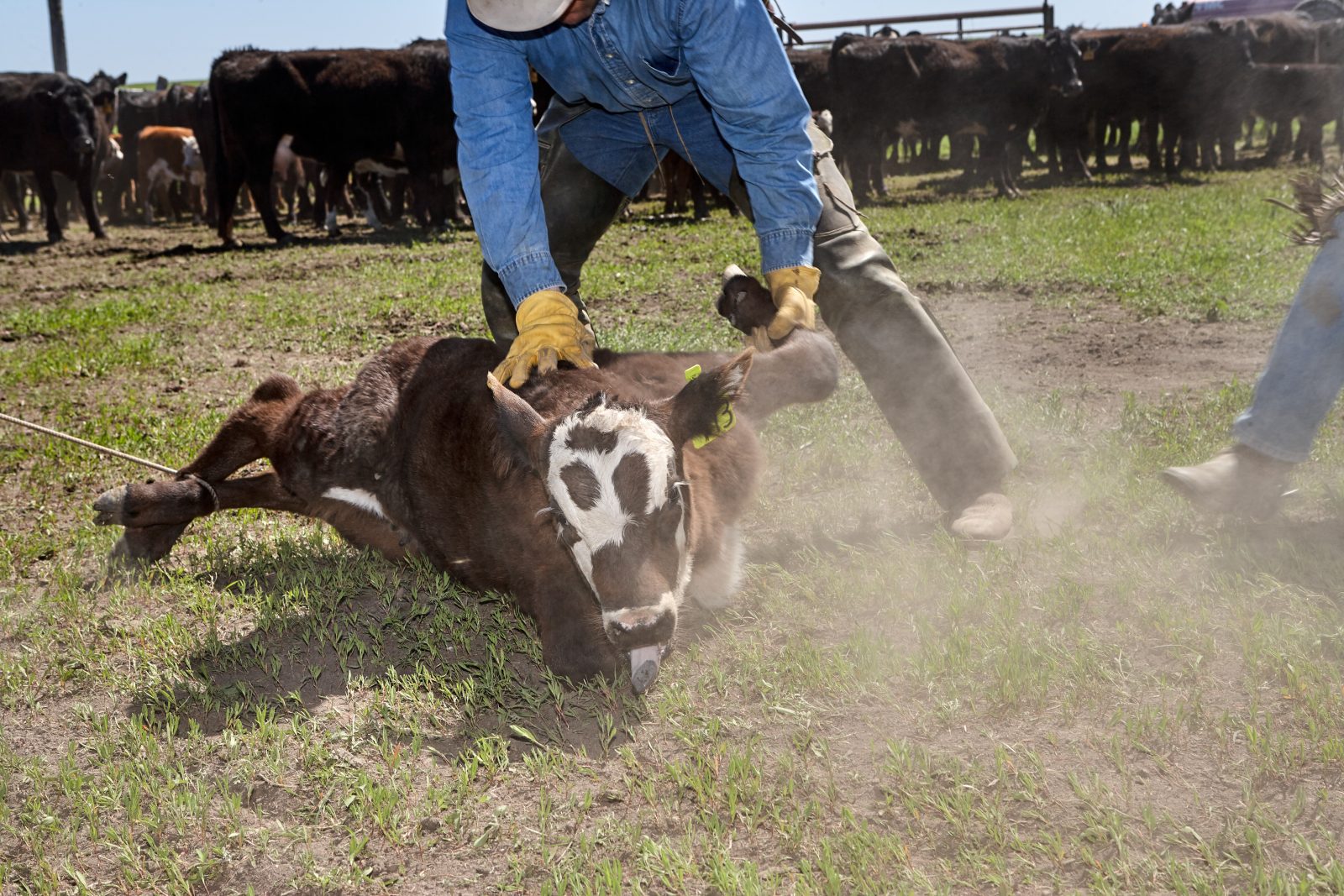 Cowboy roping a young calf for branding and castration.