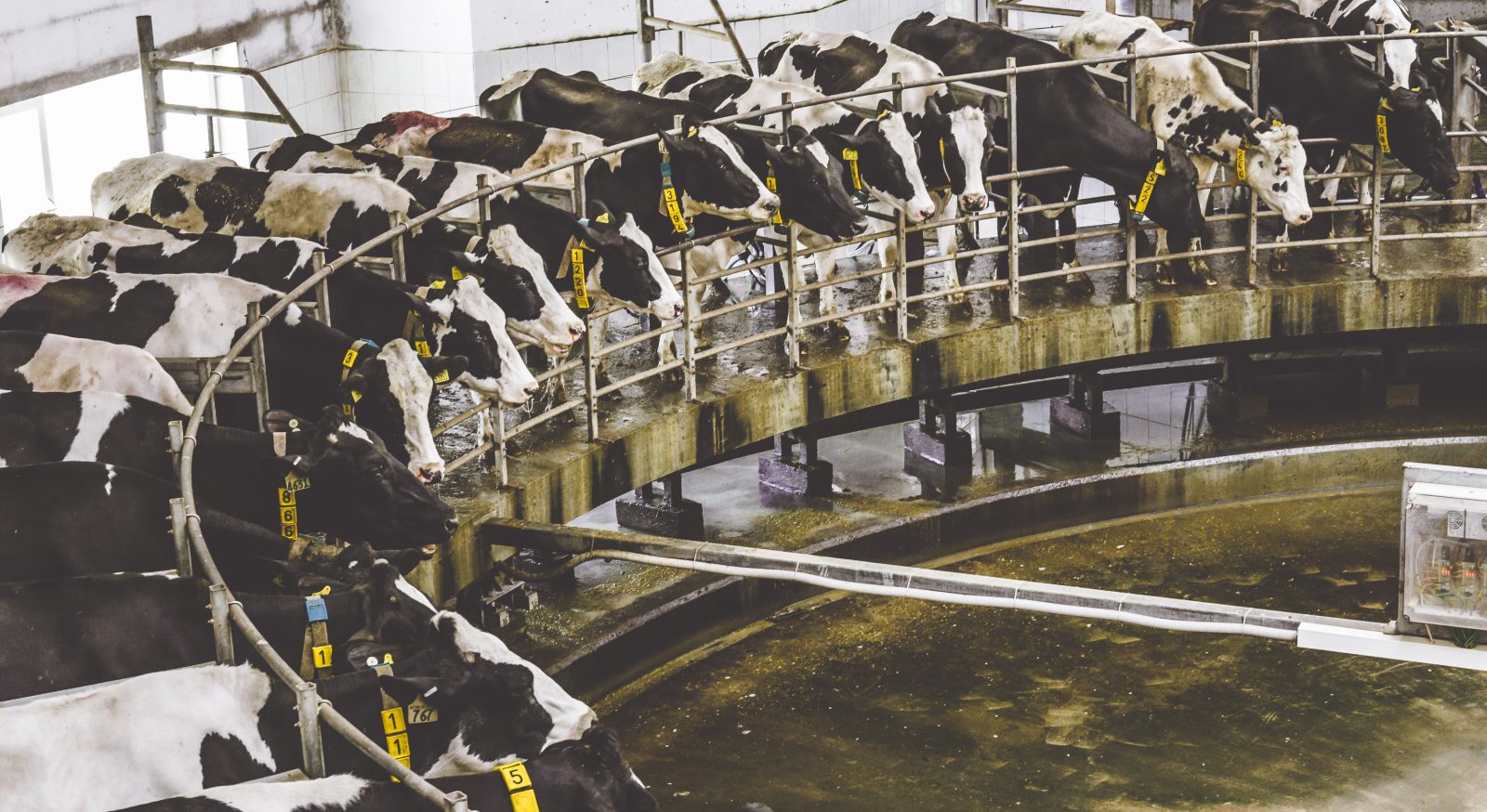 Cows on rotating milking parlor machine