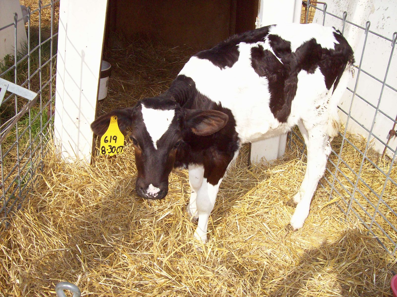 Holstein calf in a dairy hutch