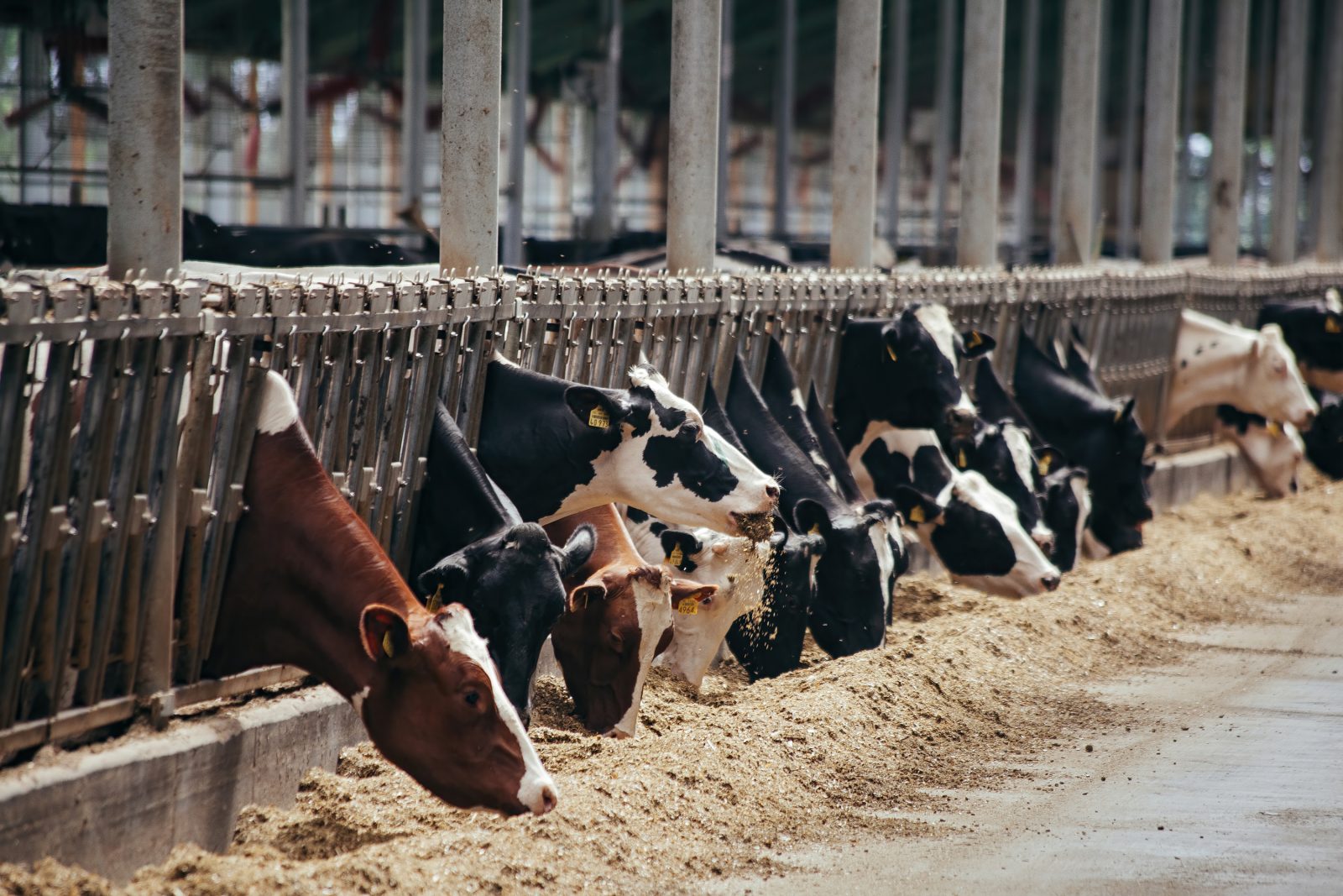 Holstein cows eating in a free livestock stall