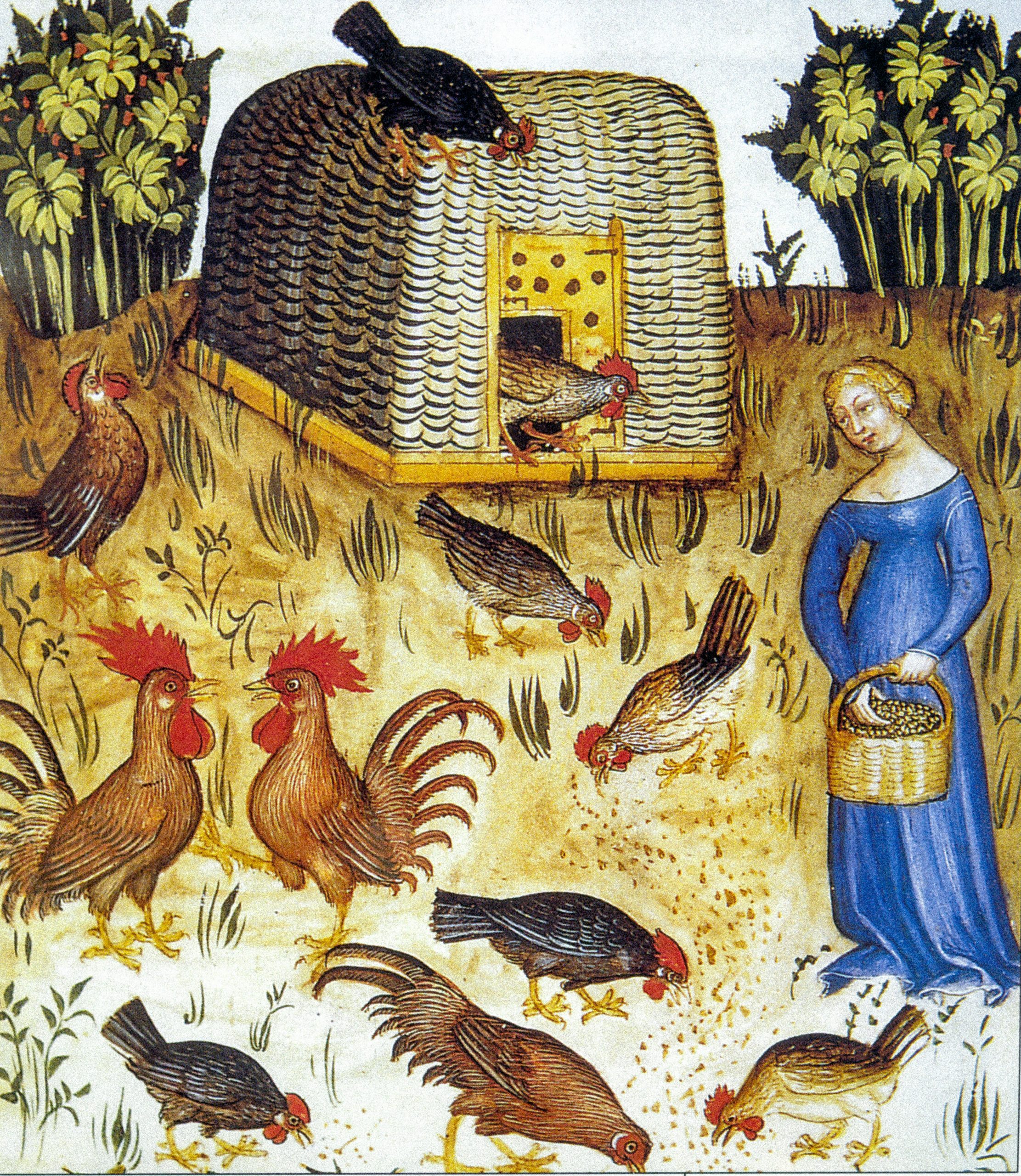 Farm animals, chickens, roosters in a medieval miniature